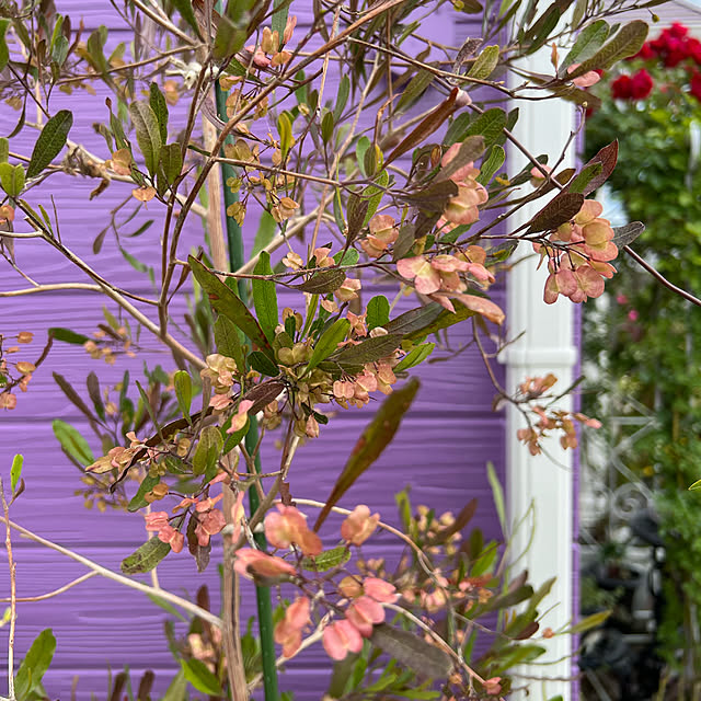 AYUKOさんの実例写真