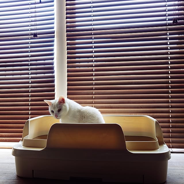 Blackcatさんの部屋