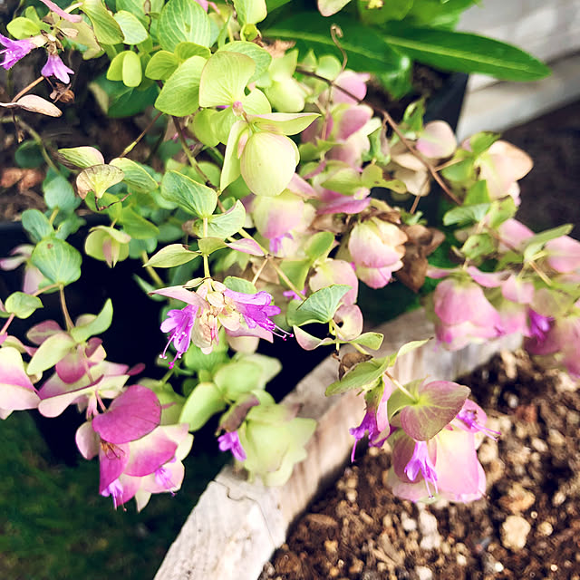 tomoさんの実例写真