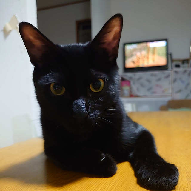 shinobuさんの実例写真