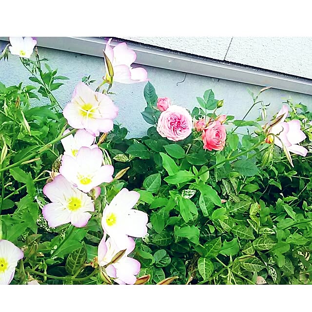 portulacaさんの実例写真