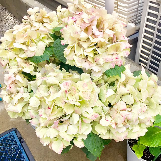 suzyさんの実例写真