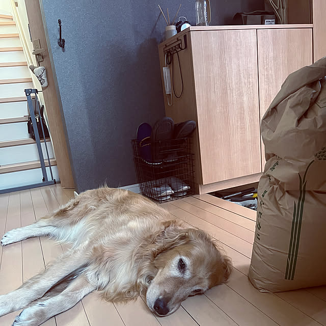 Royさんの部屋