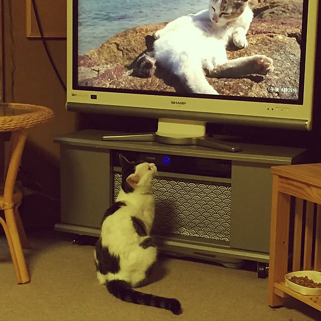 yocchiさんの実例写真