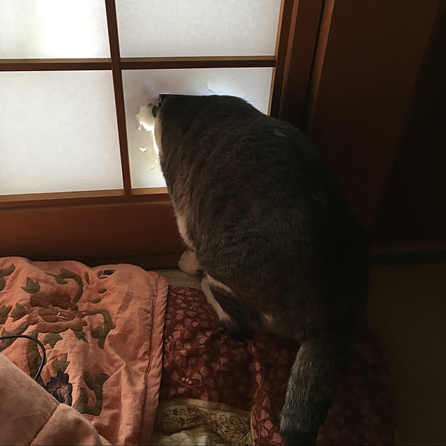 mhryahooさんの実例写真