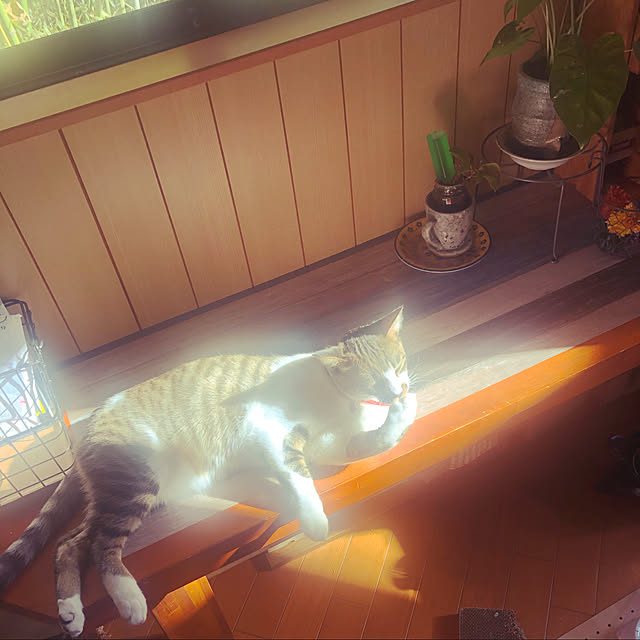 jijiさんの実例写真