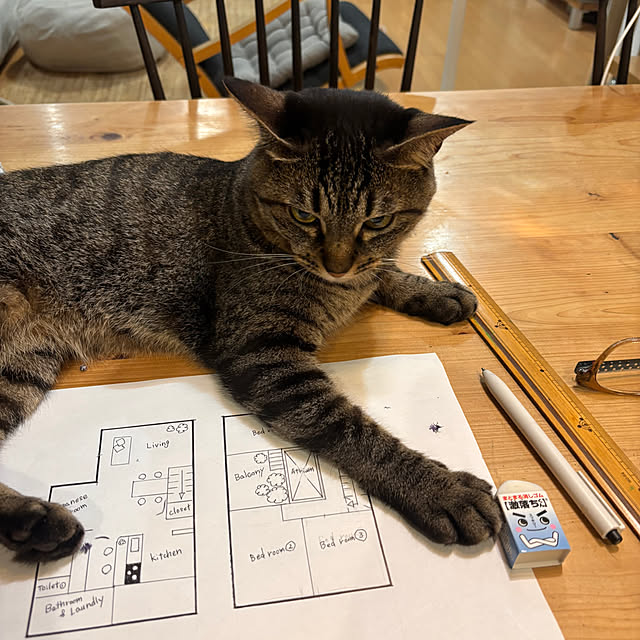 greycatsさんの部屋