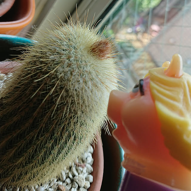 denkoさんの実例写真