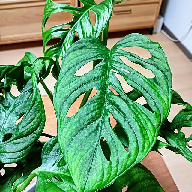 hanachanさんの部屋