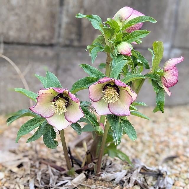 PEROさんの実例写真