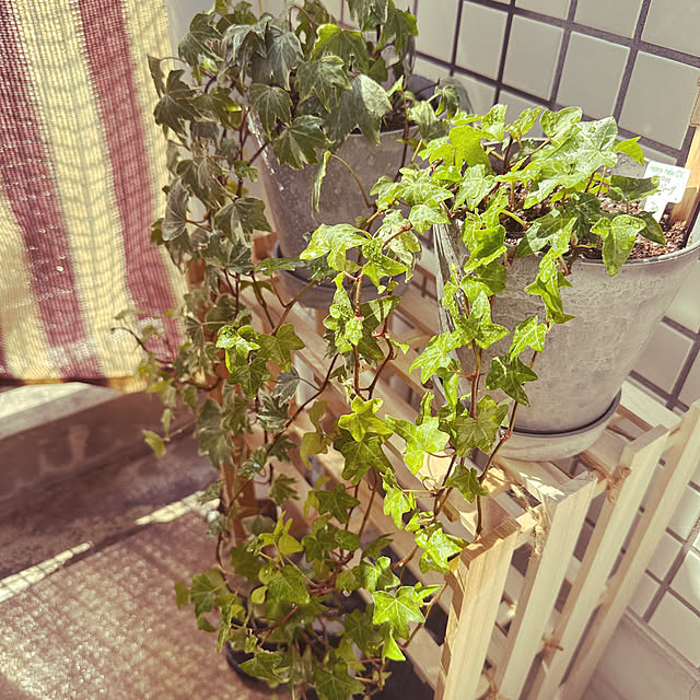 yorunoiroさんの実例写真