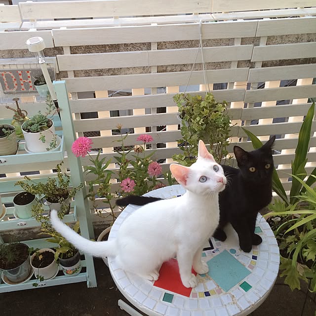 kimkim221さんの実例写真