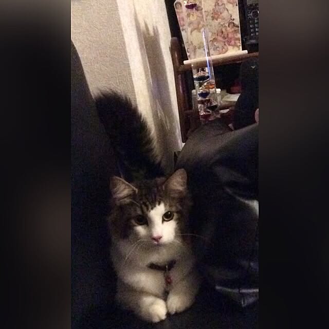mewmewwさんの実例写真