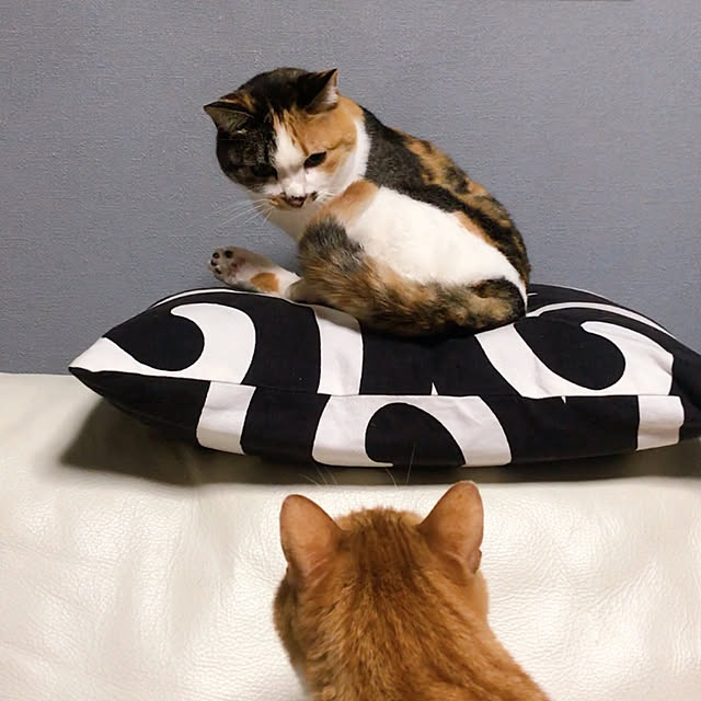 nyanko-beamさんの実例写真