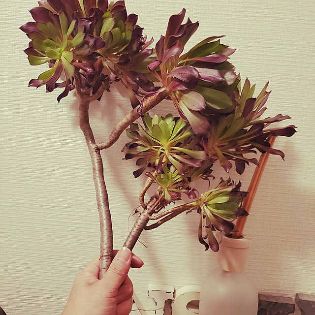 sayaさんの実例写真