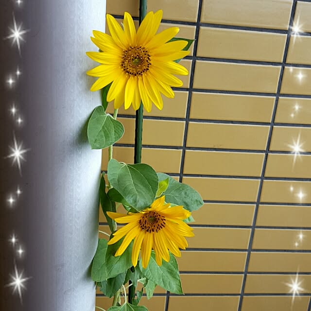 kannamamさんの実例写真