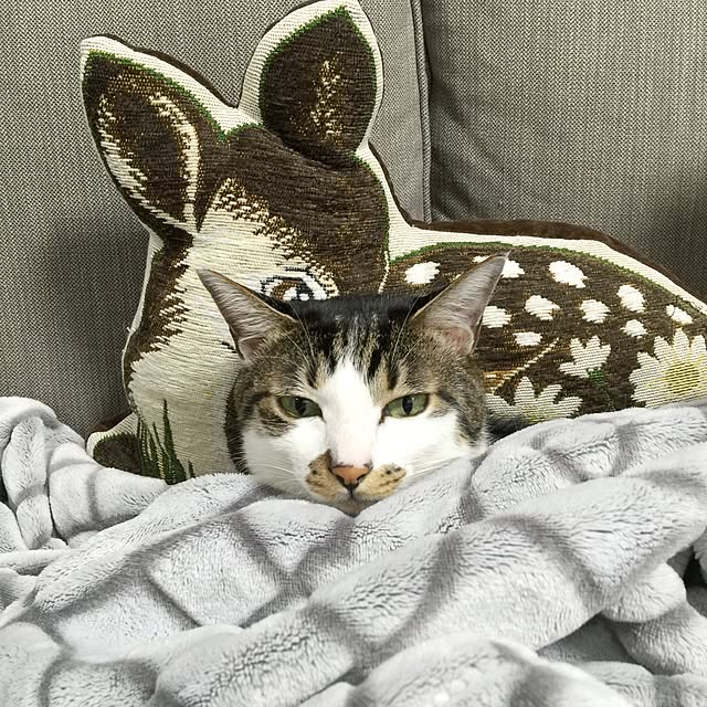 yuchiさんの実例写真