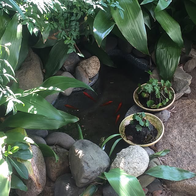 cooさんの実例写真