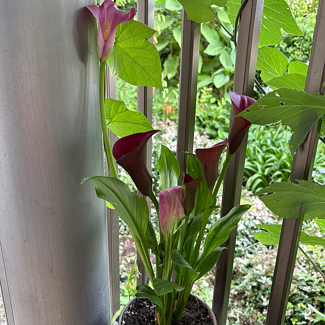 ChiCoさんの部屋