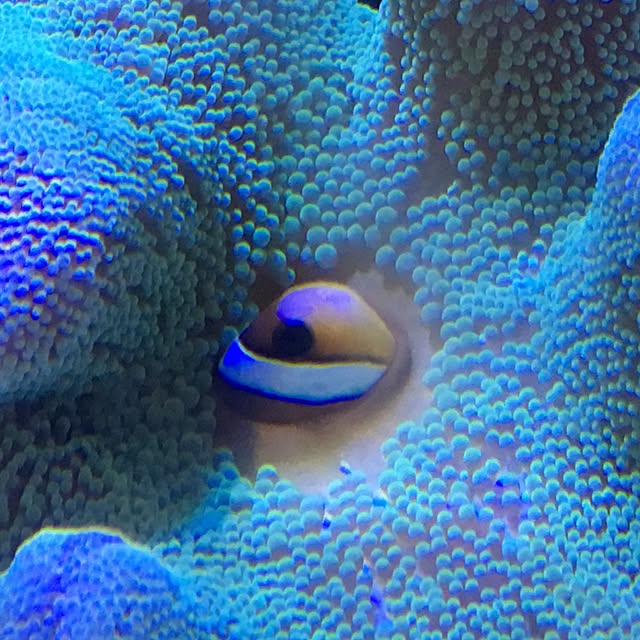 aquarium_seaさんの実例写真