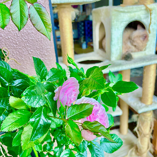 naokoさんの部屋
