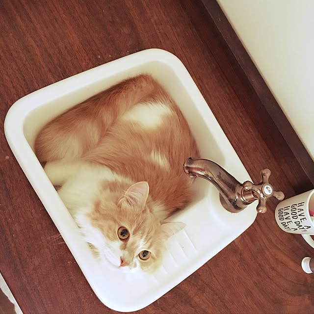 maruさんの実例写真