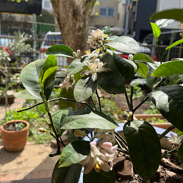 botanさんの実例写真