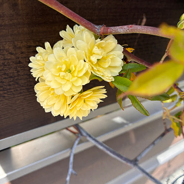 ayayayayaさんの実例写真