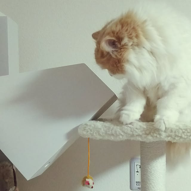 nonkoさんの実例写真
