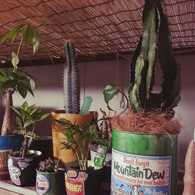 maaさんの実例写真