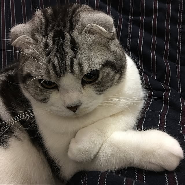 tomommyさんの実例写真