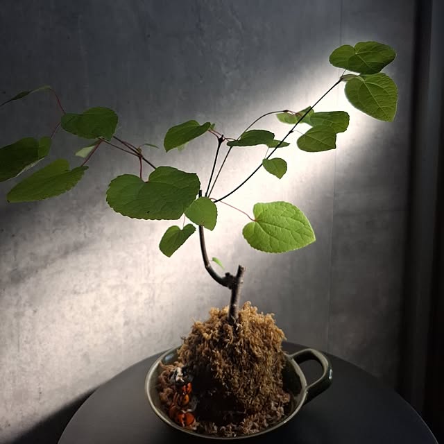 noaさんの部屋