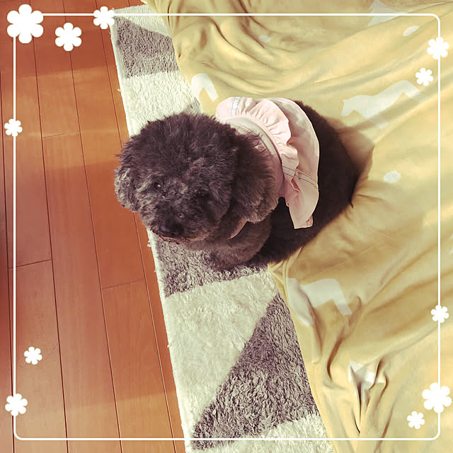 makkoさんの実例写真