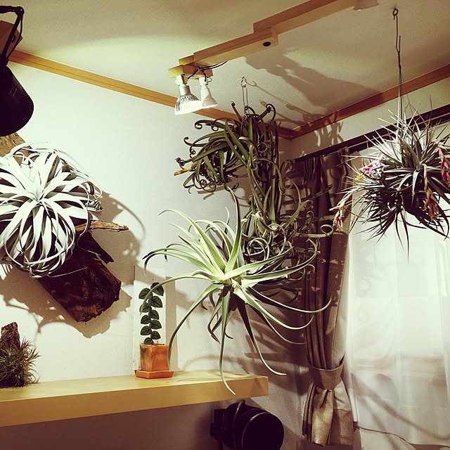 S-Tillandsiaさんの実例写真