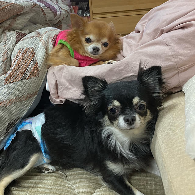 koroさんの実例写真