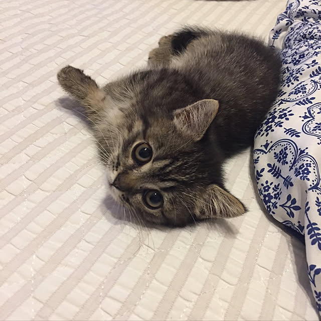 nocomomさんの実例写真