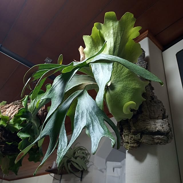 brooklynさんの実例写真