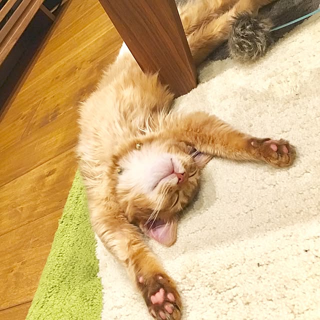 sakineko528さんの実例写真