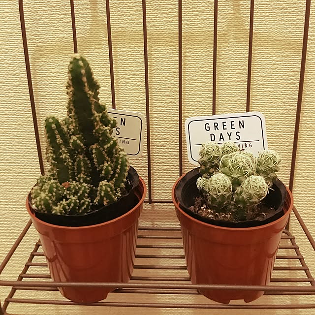 SHIHOさんの実例写真