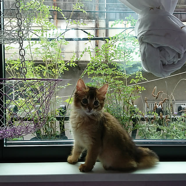poniさんの実例写真
