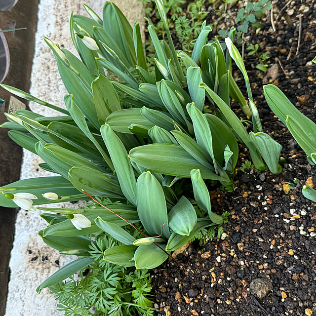 mamizaさんの部屋