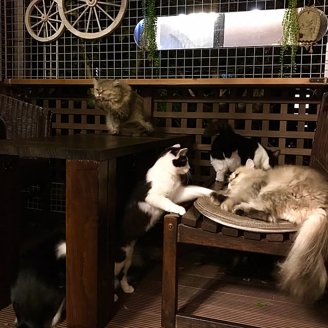 butachanさんの実例写真