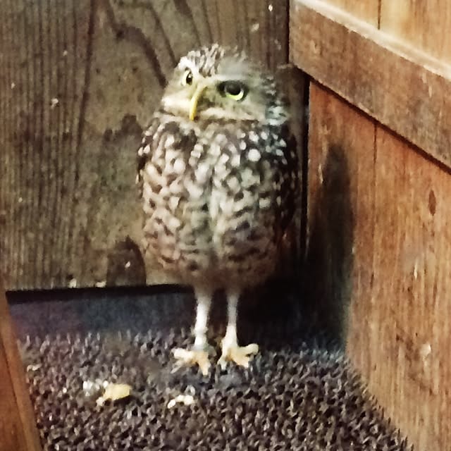 fukuさんの実例写真