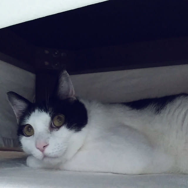 futukoさんの実例写真