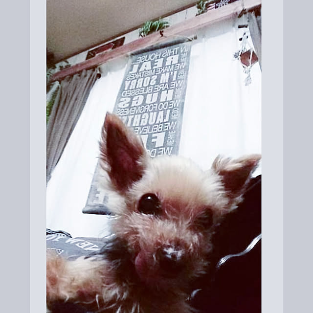 cocoaさんの実例写真