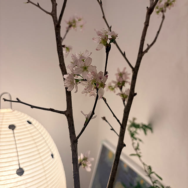 Risaさんの実例写真