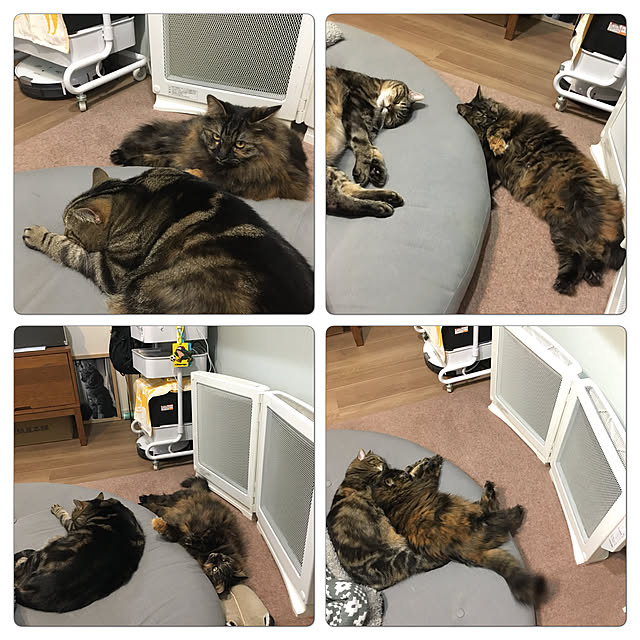 mikomaruさんの実例写真