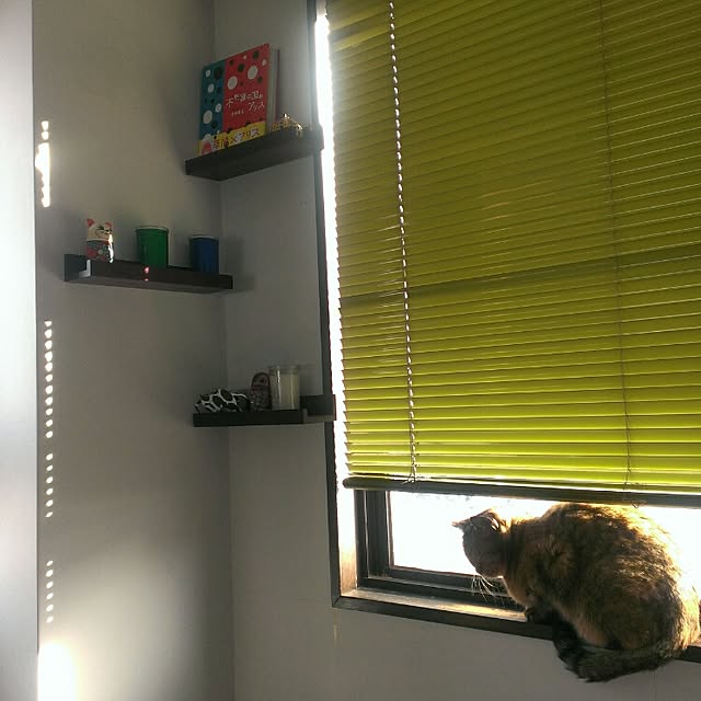 Hasshyさんの実例写真