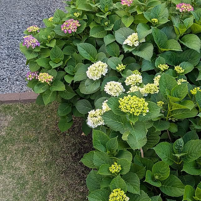 ramuramuさんの部屋