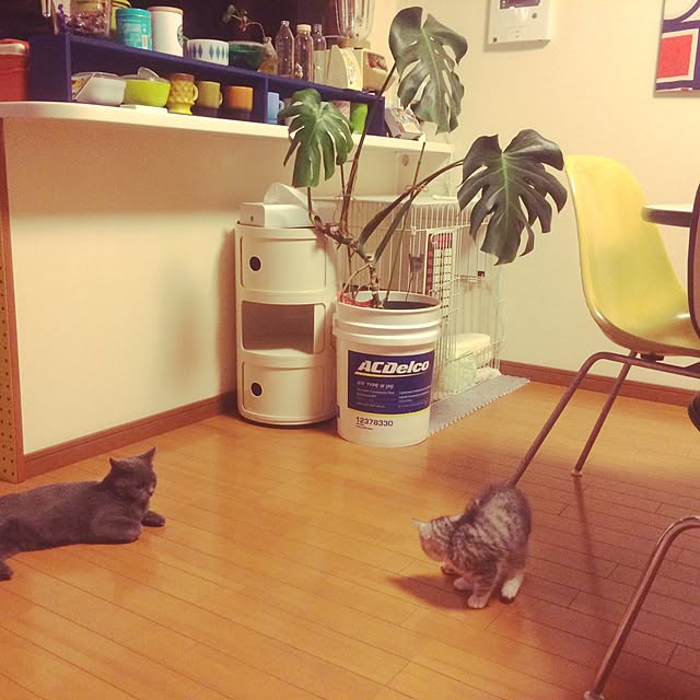 Shojiさんの実例写真